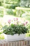barcelona trough 70cm white
